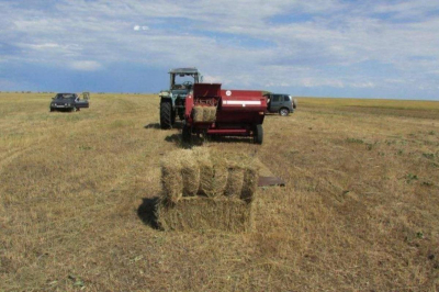 Инспекторы разрешили родственникам пасти скот и косить сено в Коргалжынском заповеднике