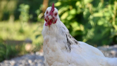 Курица продолжает дорожать, заявили аналитики в Казахстане