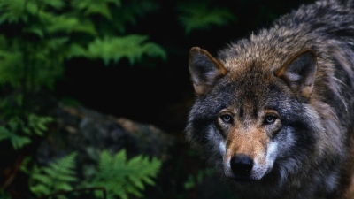 Волк укусил 10-летнюю девочку в зоопарке Усть-Каменогорска