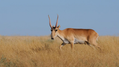 "Не та скотина, которая культурно уходит": фермеры снова обратились к властям из-за сайгаков