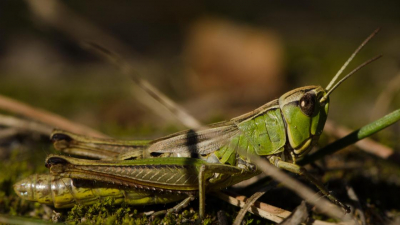 "Халяльный продукт": вице-премьер Жумангарин поделился фактами о саранче