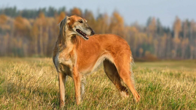 Смогут ли собаки пород тазы и тобет охранять границы, исследуют кинологи КНБ