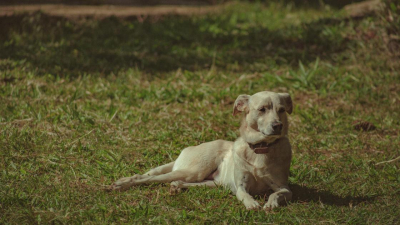 "Лай стоит днями и ночами:" казахстанка приютила стаю собак в своем доме и испортила отношения со всем селом