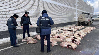В Кызылорде задержали браконьеров с 76 тушами сайгаков