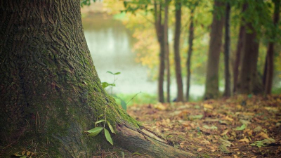 Аграрии незаконно прибрали к рукам две тысячи гектаров леса в Костанайской области
