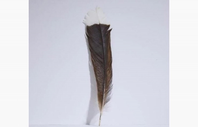 На аукционе продали самое дорогое в мире перо
