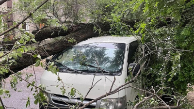 Упавшие деревья повредили авто в Алматы: будет ли возмещен ущерб, рассказали в акимате