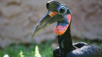 Умер старейший житель алматинского зоопарка