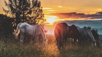 Работников казахстанского заповедника уволили из-за лошадей их родственников