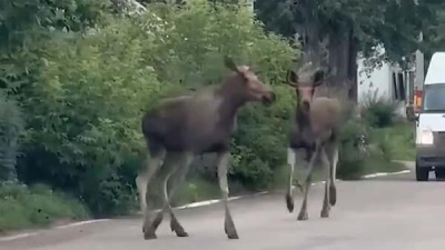 На улицах Рудного засняли двух лосей