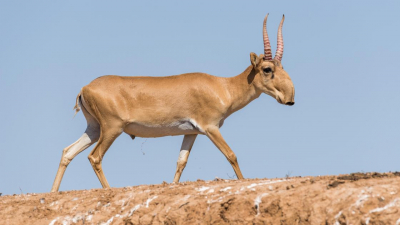 Фермеры ЗКО просят объявить режим ЧС из-за нашествия сайгаков