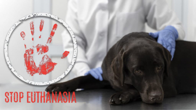 &laquo;Эвтаназия, бесплатное мясо и коррупция в ОСВВ&raquo;. Кто и как зарабатывает на бездомных животных в Казахстане